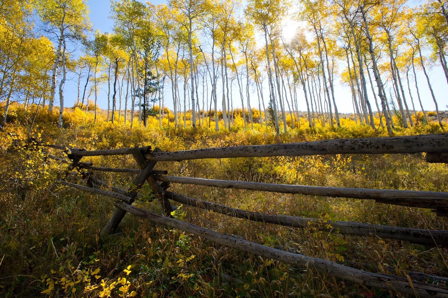 Aspens & Fence