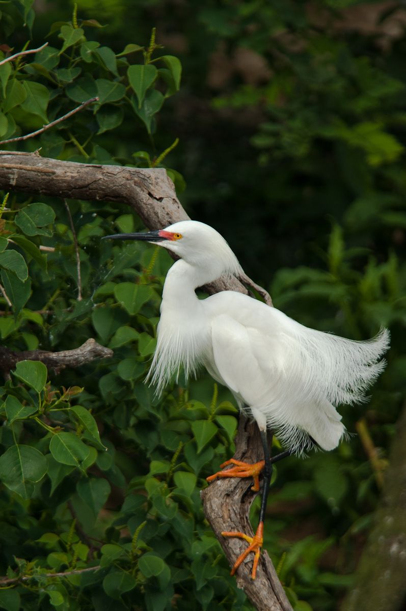 Snowy Egret in Breeding Plumage