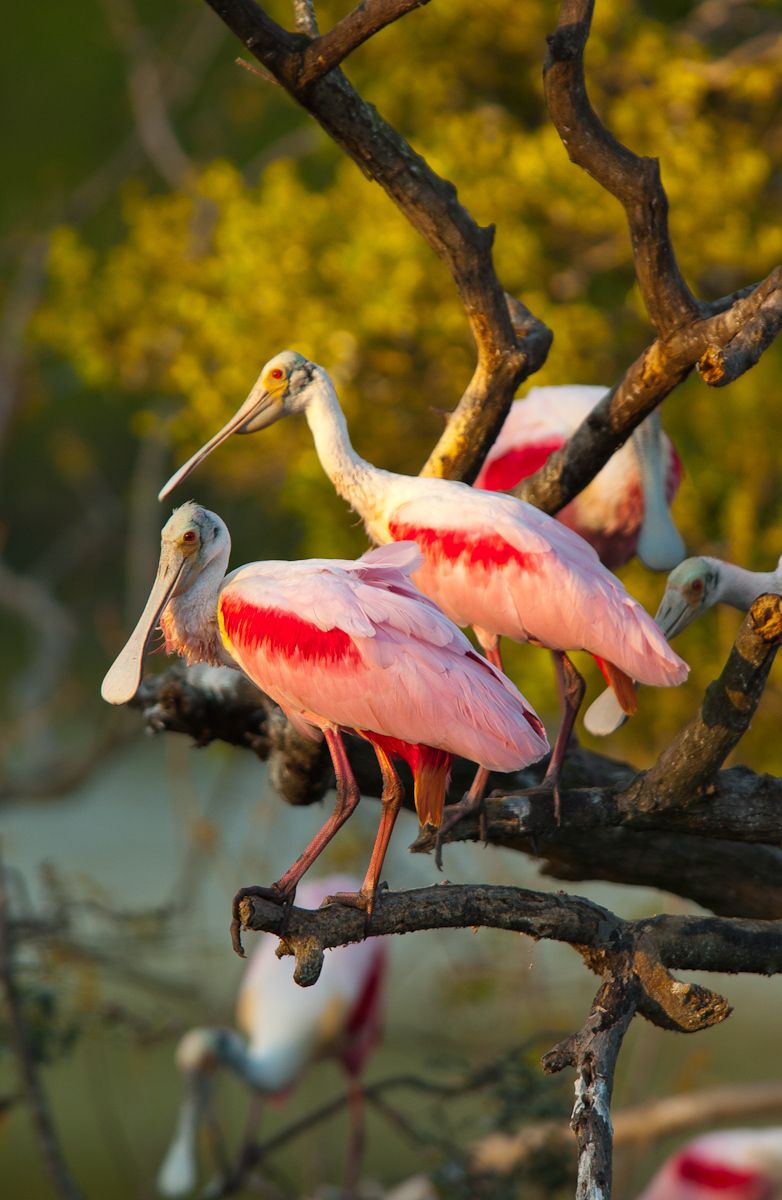 Roseate Spoonbills