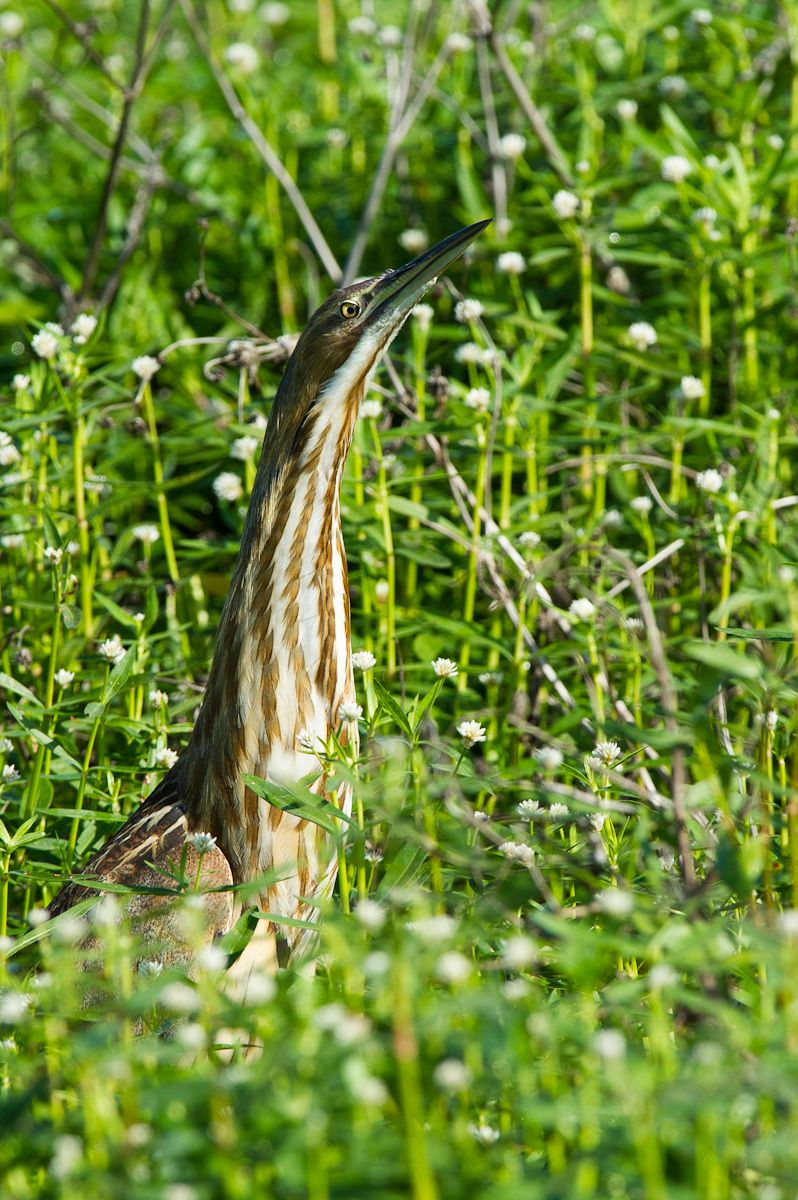 American Bittern
