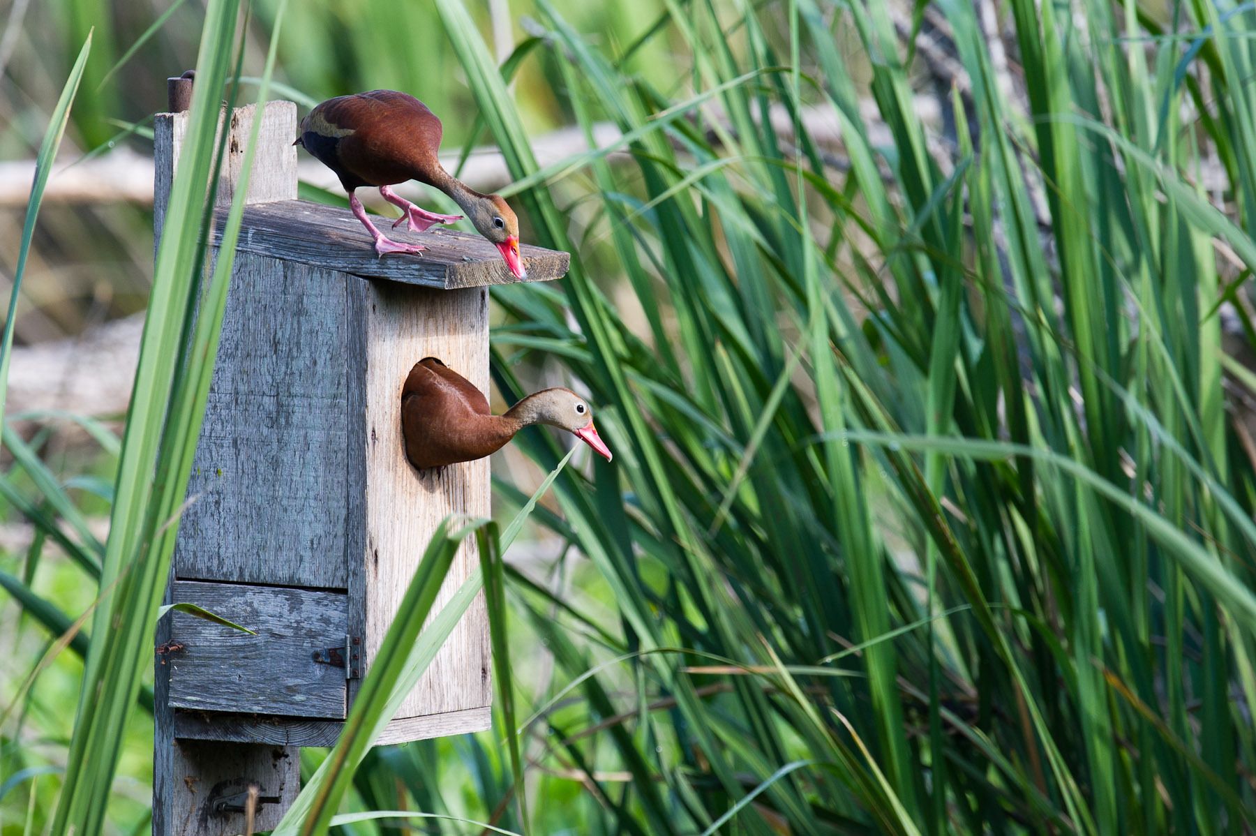 Black Bellied Whistling Duck Pair