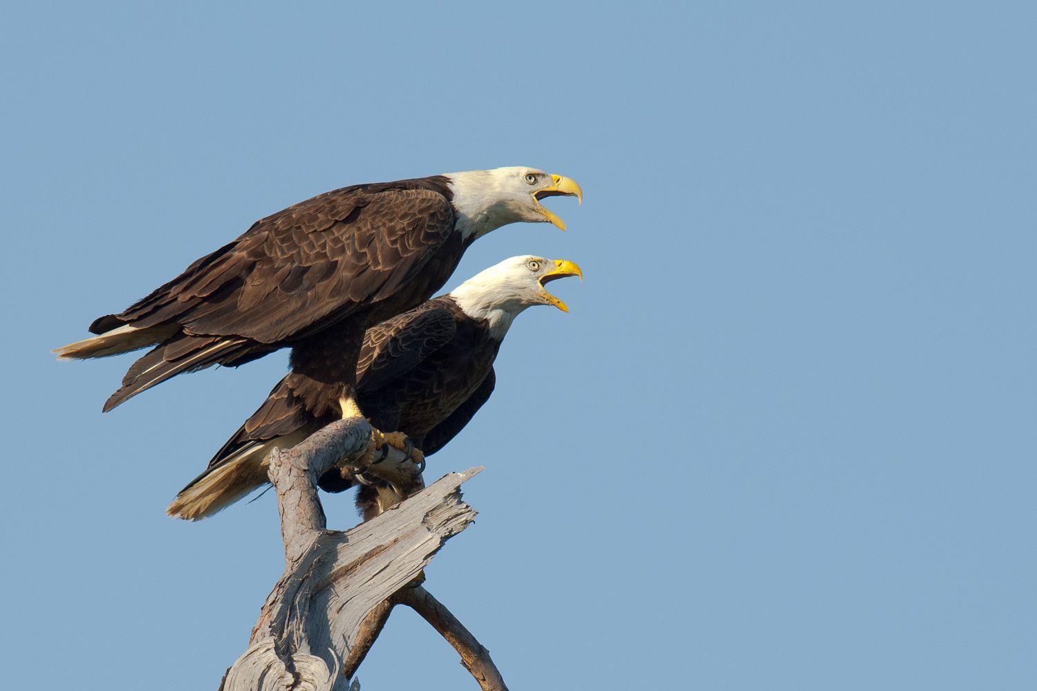 Bald Eagle Pair