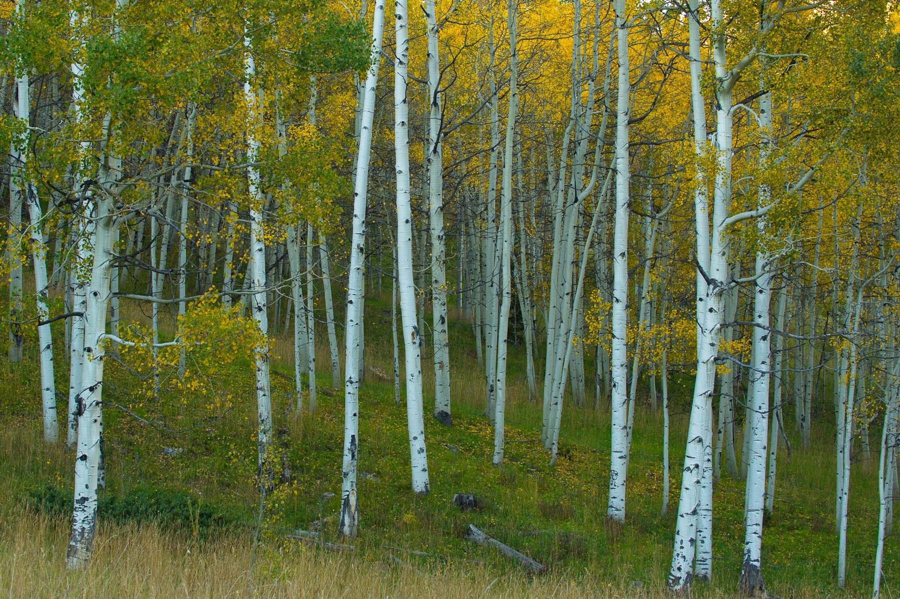 Aspen Grove