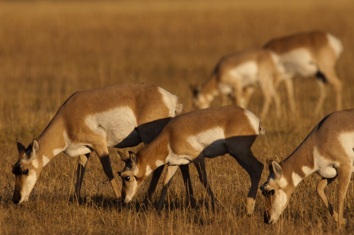 Pronghorn Grazing