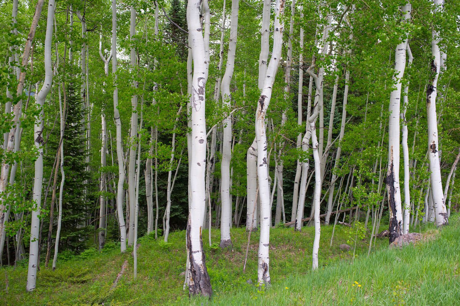 Aspen Grove