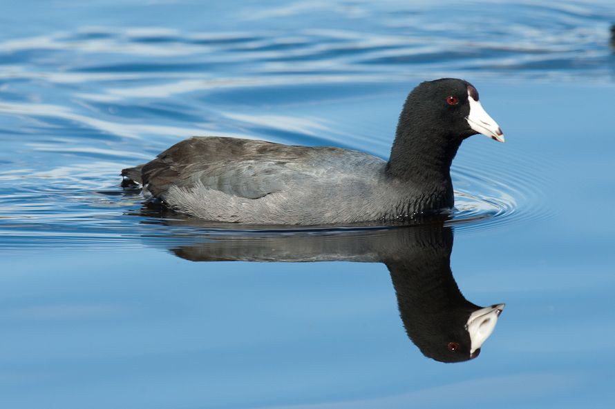 American Coot