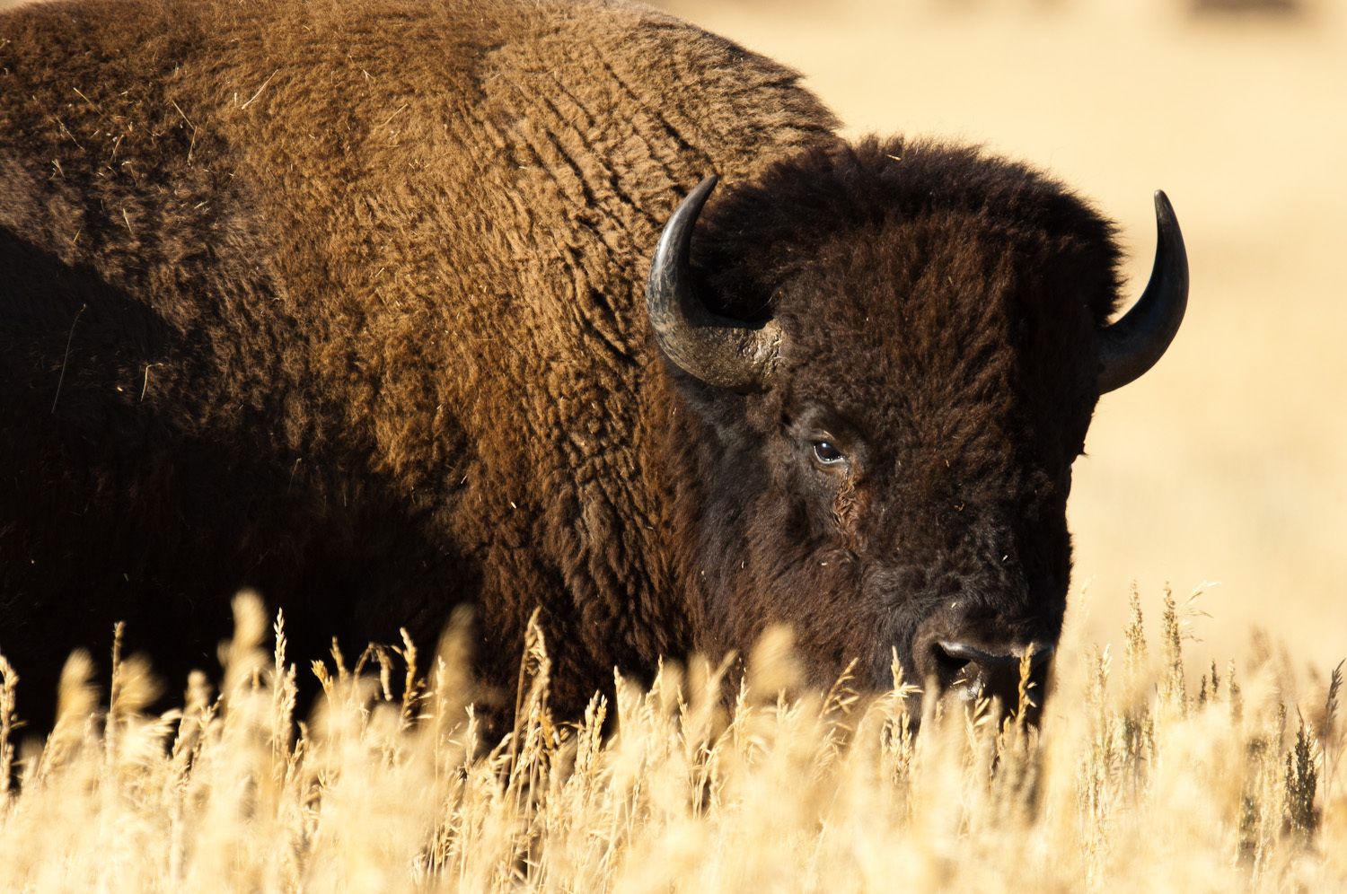 Bison