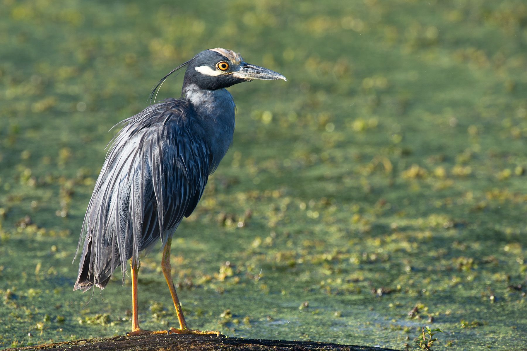 Yellow Crowned Night Heron
