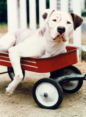 Dog in Wagon, Dog, Pitbull, Red Wagon Dog in Wagon