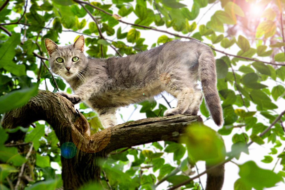 Cat in Tree, Cat Stuck in Tree, Cat, Tree, Green Eyes, Nature, Animals Cat in Tree