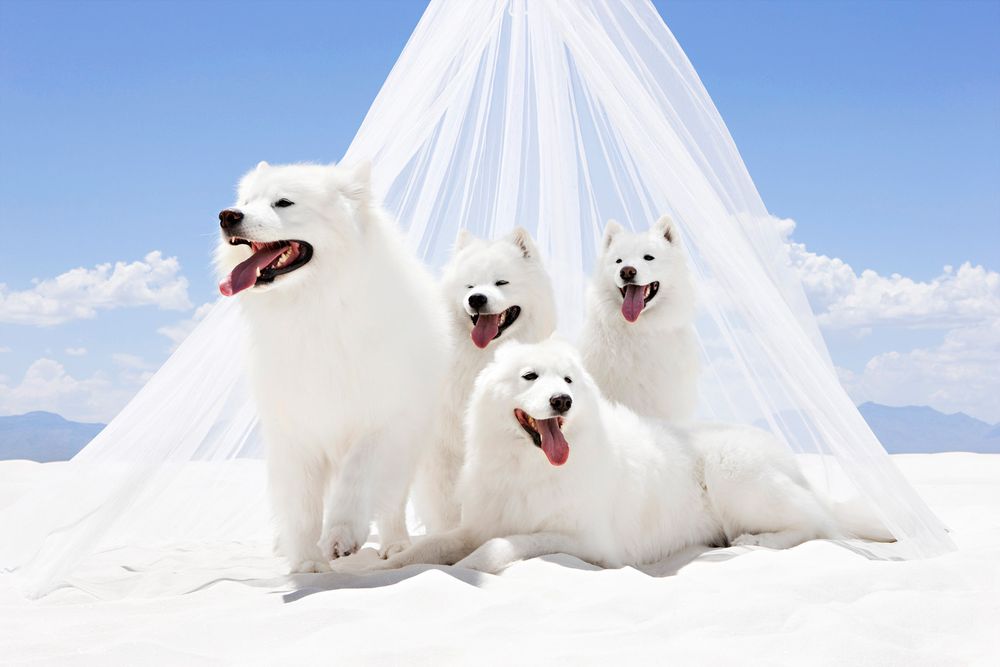White Sands, White Dogs, Huskies, Sunny, Blue Sky White Sands with White Dogs