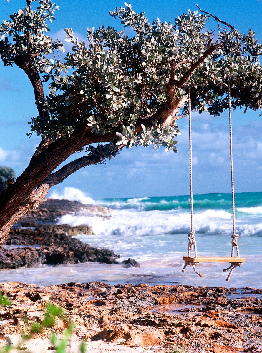 Tree, Tree Swing, Ocean, Beach, Summer, Fun, Nostalgia Tree Swing at Beach
