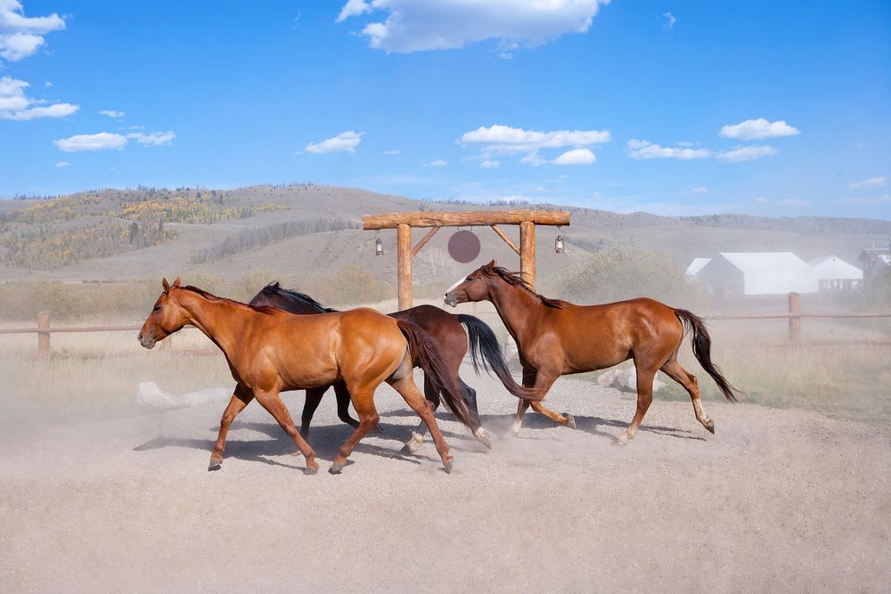 Horses, Paramount Ranch, Santa Monica Mountains, California, Western, Ranch, Horse Ranch Horses on Paramount Ranch