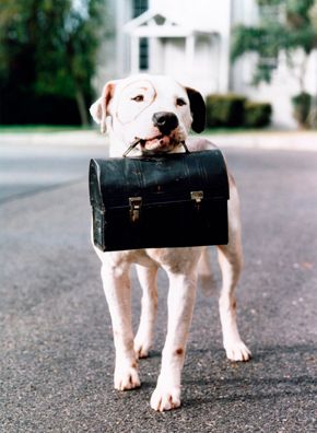 Dog with Briefcase, Pitbull, Dog, Dog on Street Dog with Briefcase