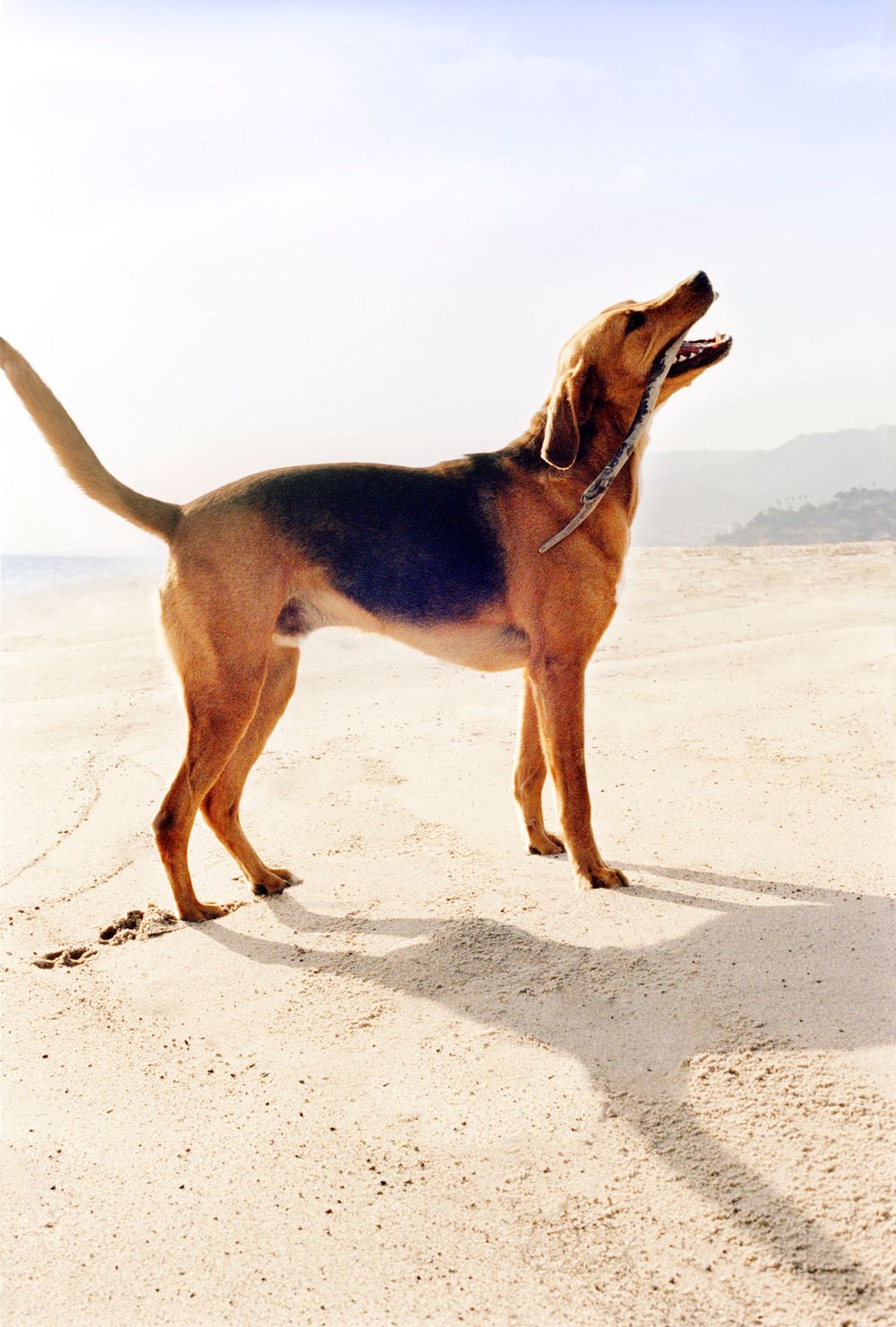 Charlize Theron, Animal Fair Magazine, Dog, Pets, Malibu, Beach, Ocean Animal Fair Magazine Charlize Theron Dog