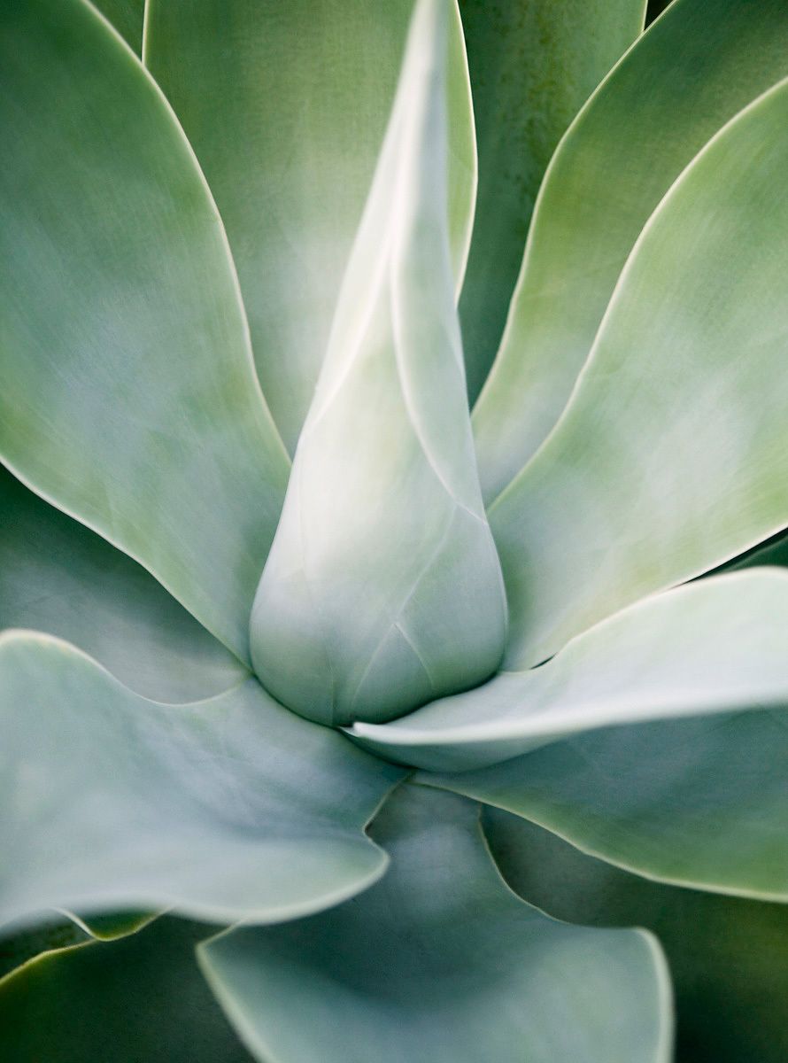 Succulent, Green Succulent, Nature, Desert, Close Up, Plant Green Succulent Close Up