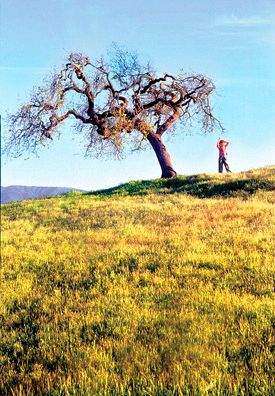 Boy in Field, Tree, Nature, Landscape, Fall Boy in Field
