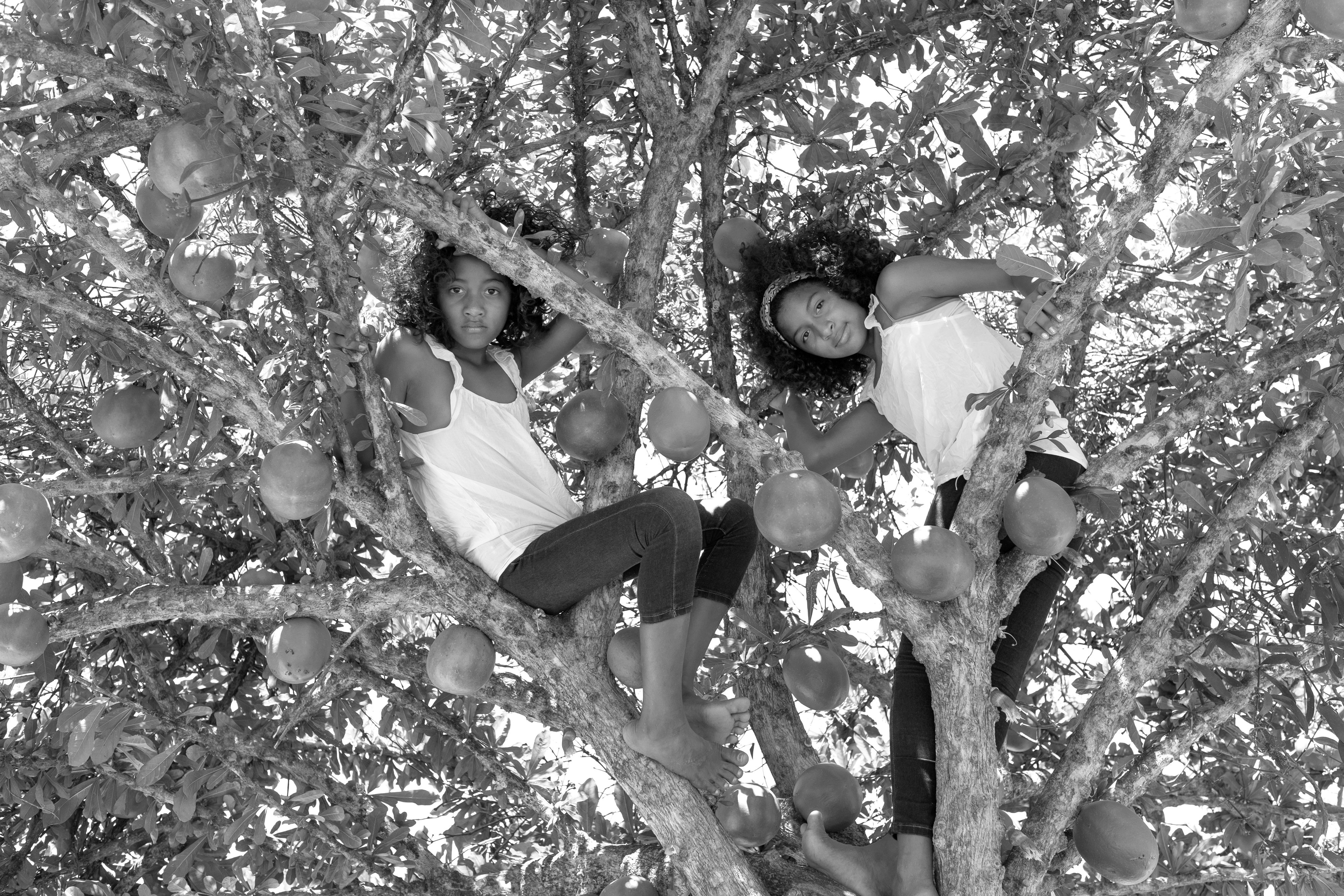 12377_A LA SOMBRA ARBOL_ENE2021.jpg