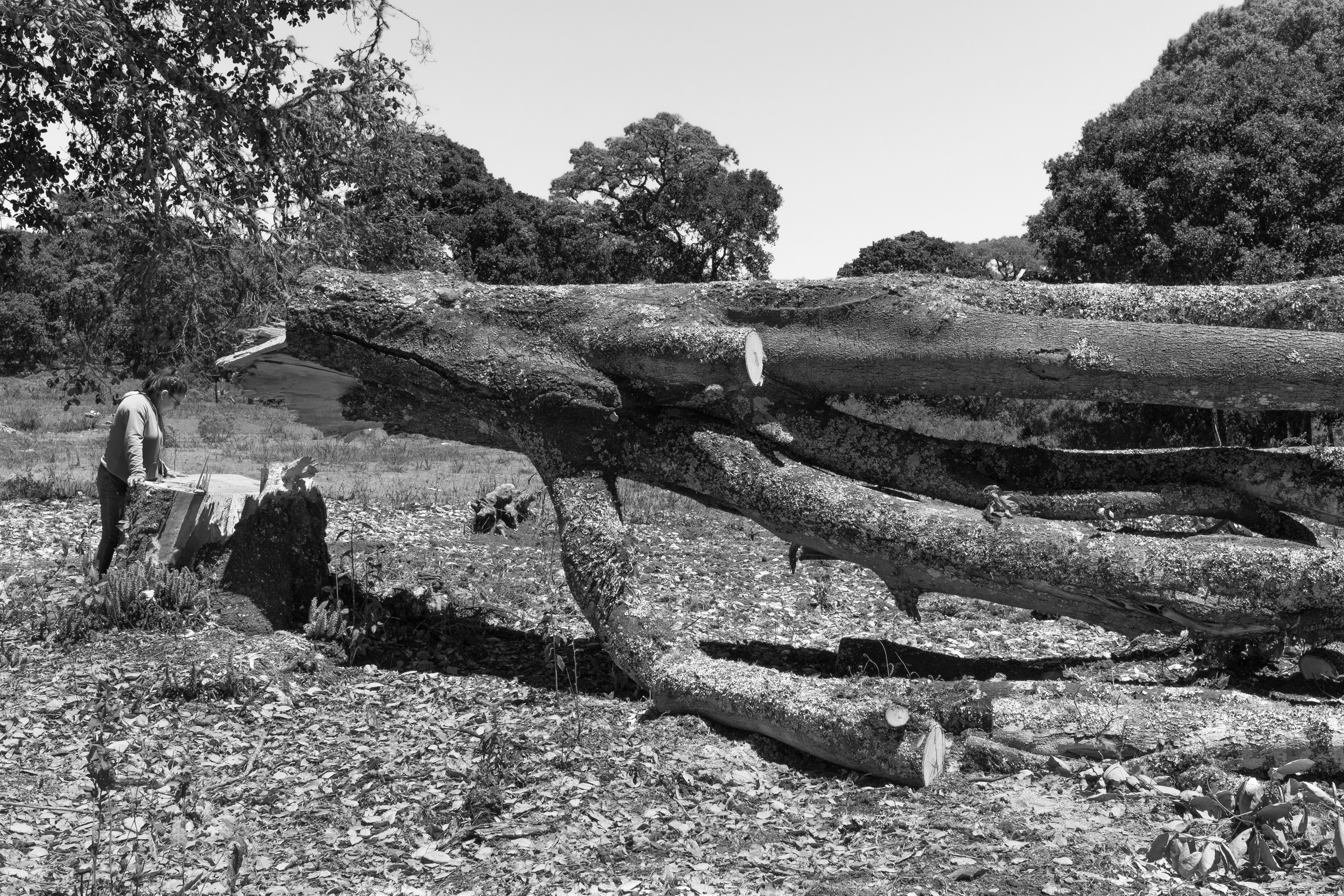 16200_A LA SOMBRA DEL ARBOL_ABR 2021.jpg