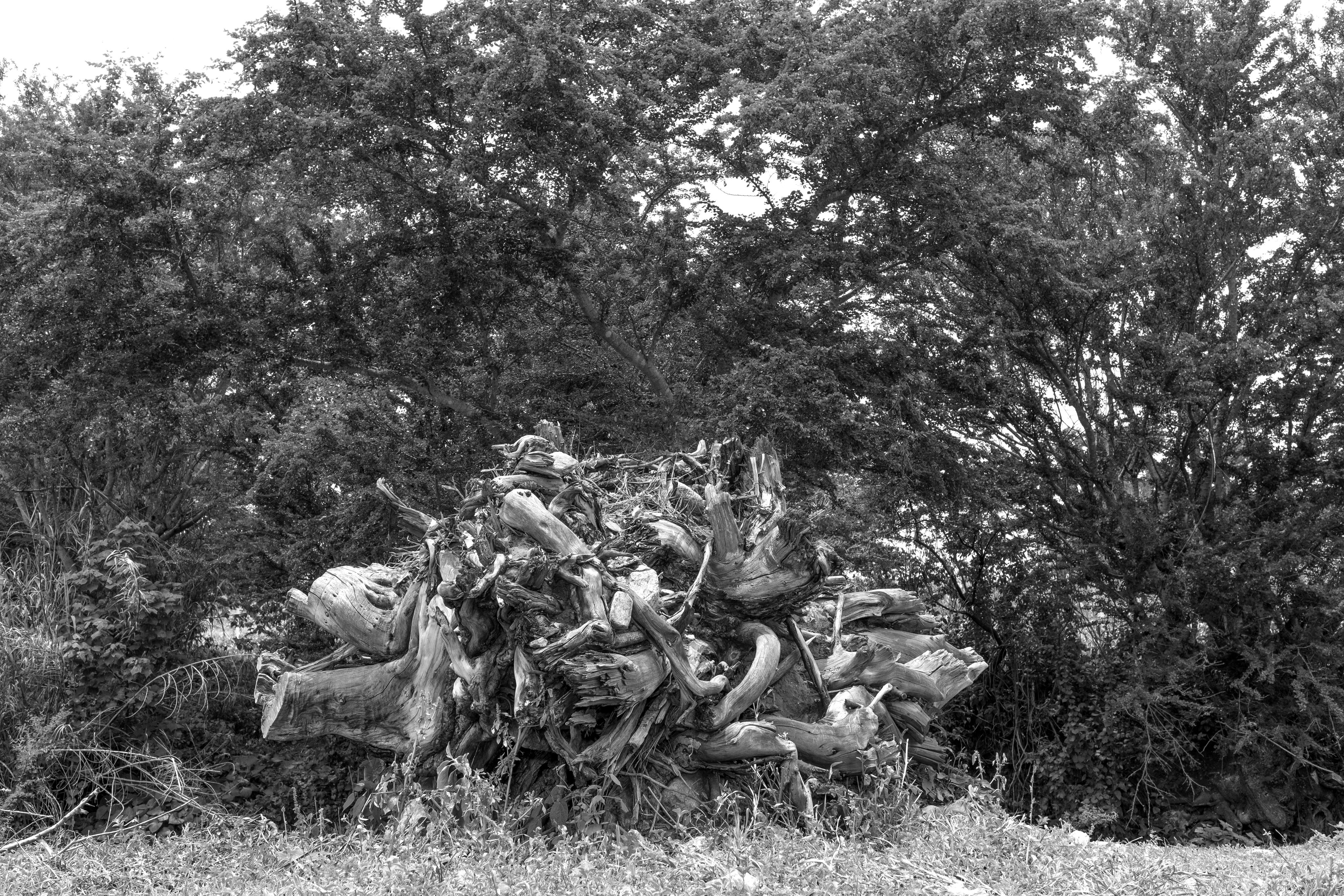 1503_A LA SOMBRA ARBOL_AGO2020.jpg