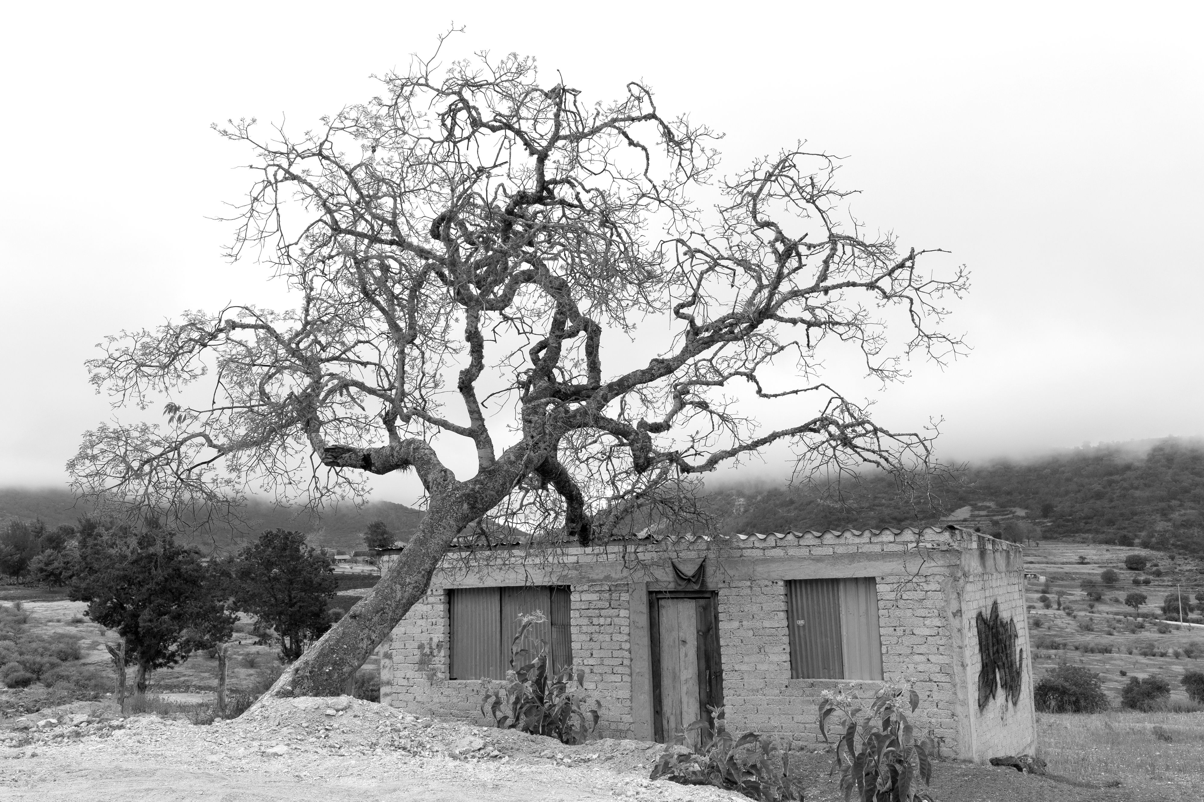 15641_A LA SOMBRA DEL ARBOL_ABR 2021.jpg