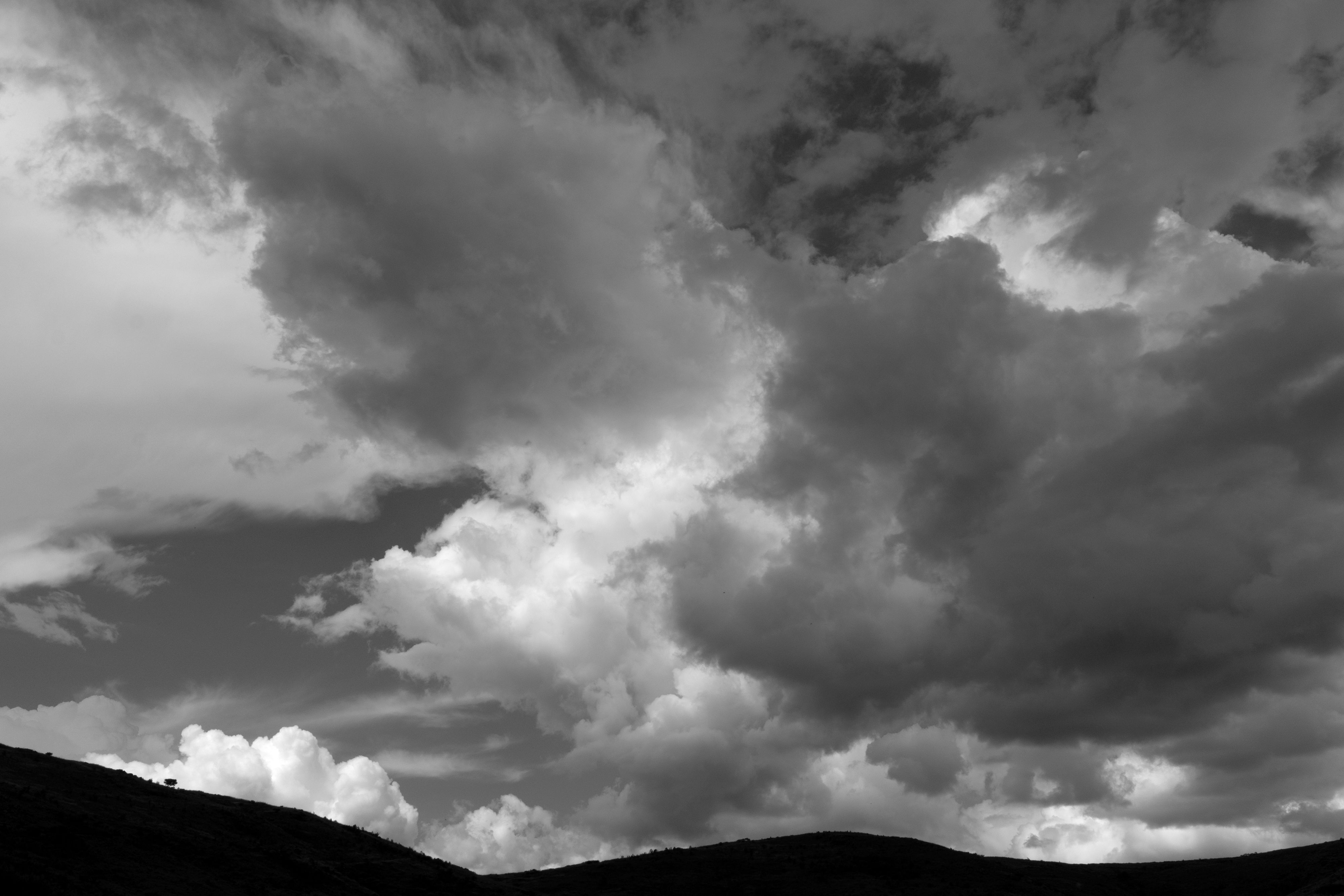 2826_A LA SOMBRA ARBOL_AGO2020.jpg