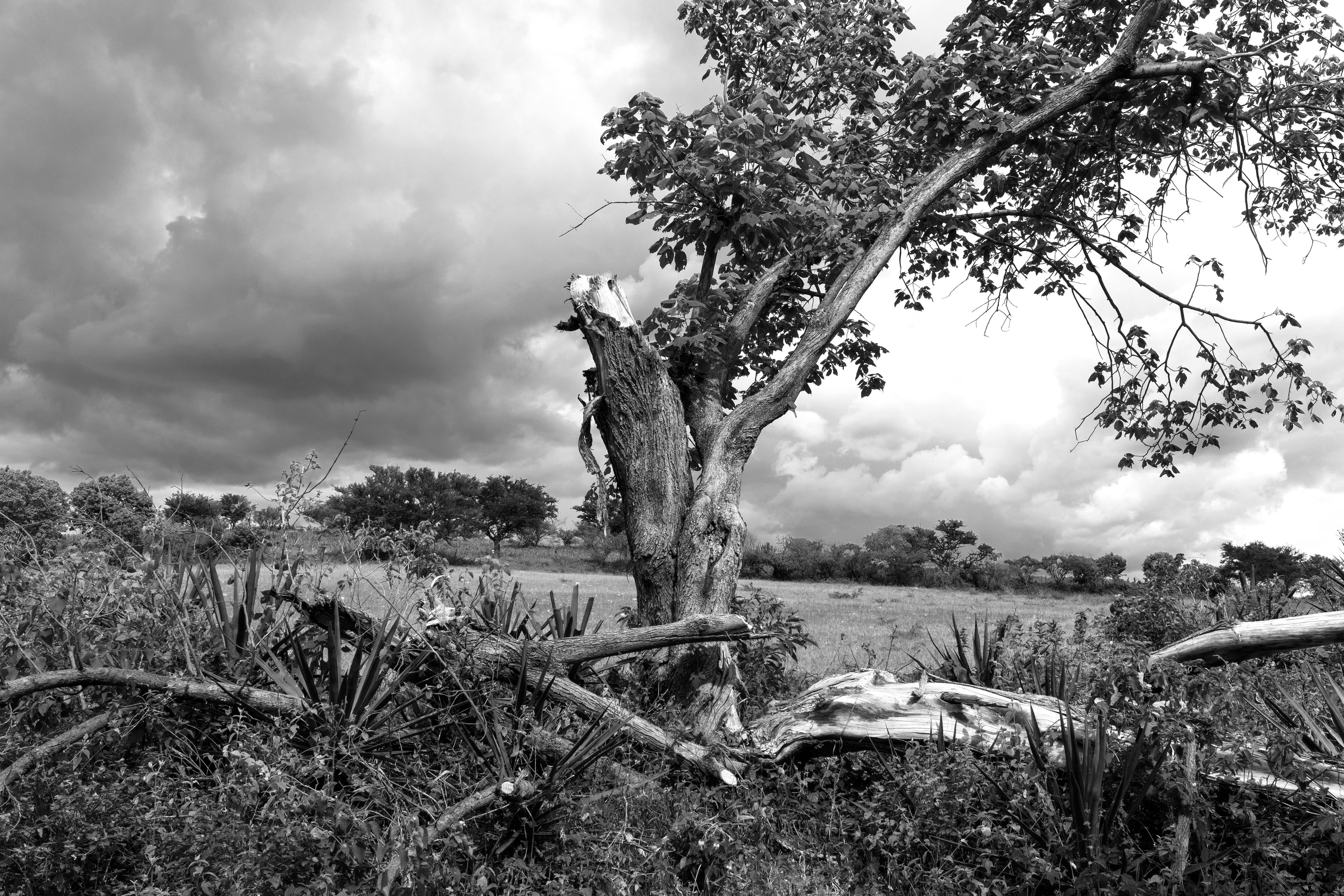 2252_A LA SOMBRA ARBOL_AGO2020.jpg