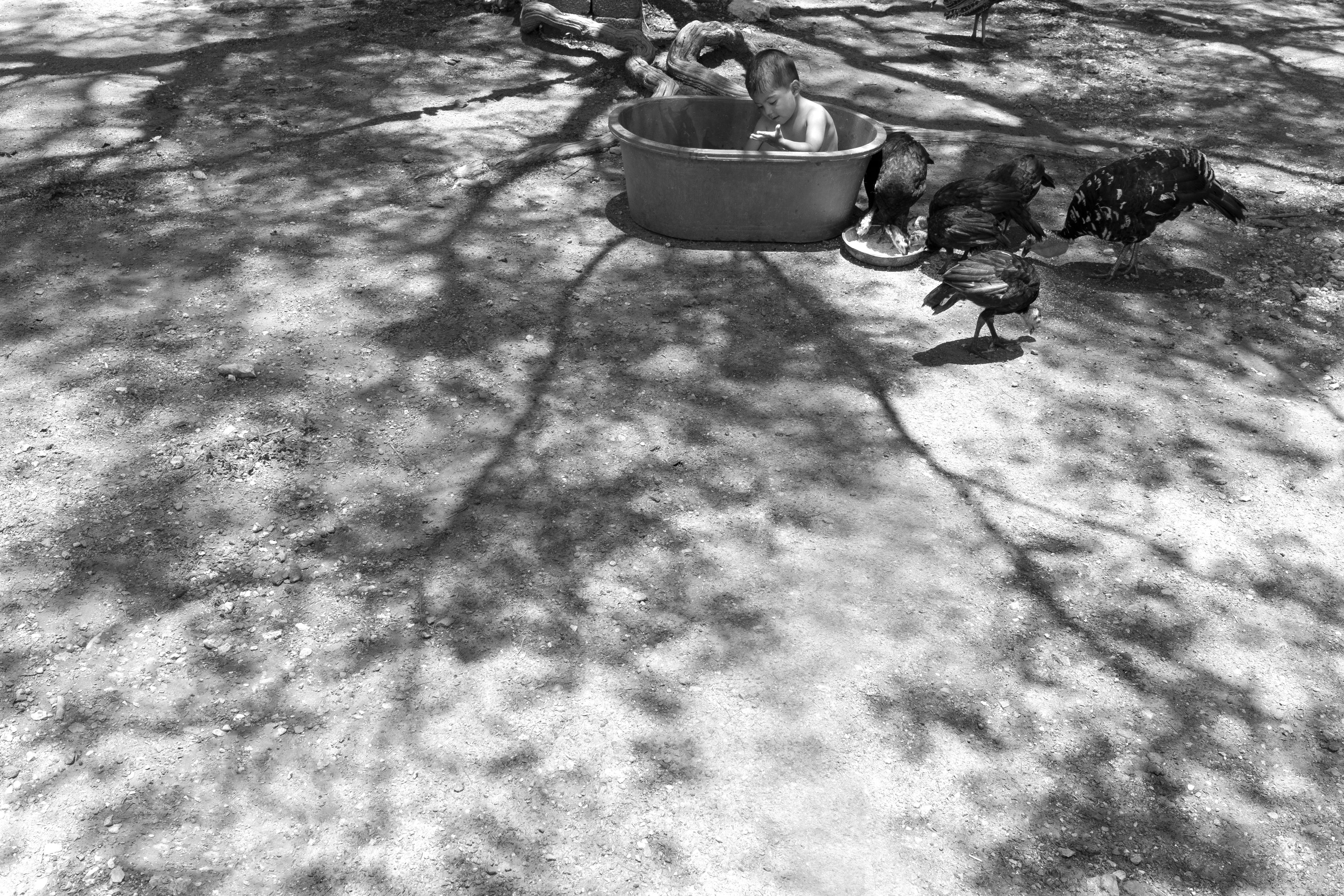 2574_A LA SOMBRA ARBOL_AGO2020.jpg