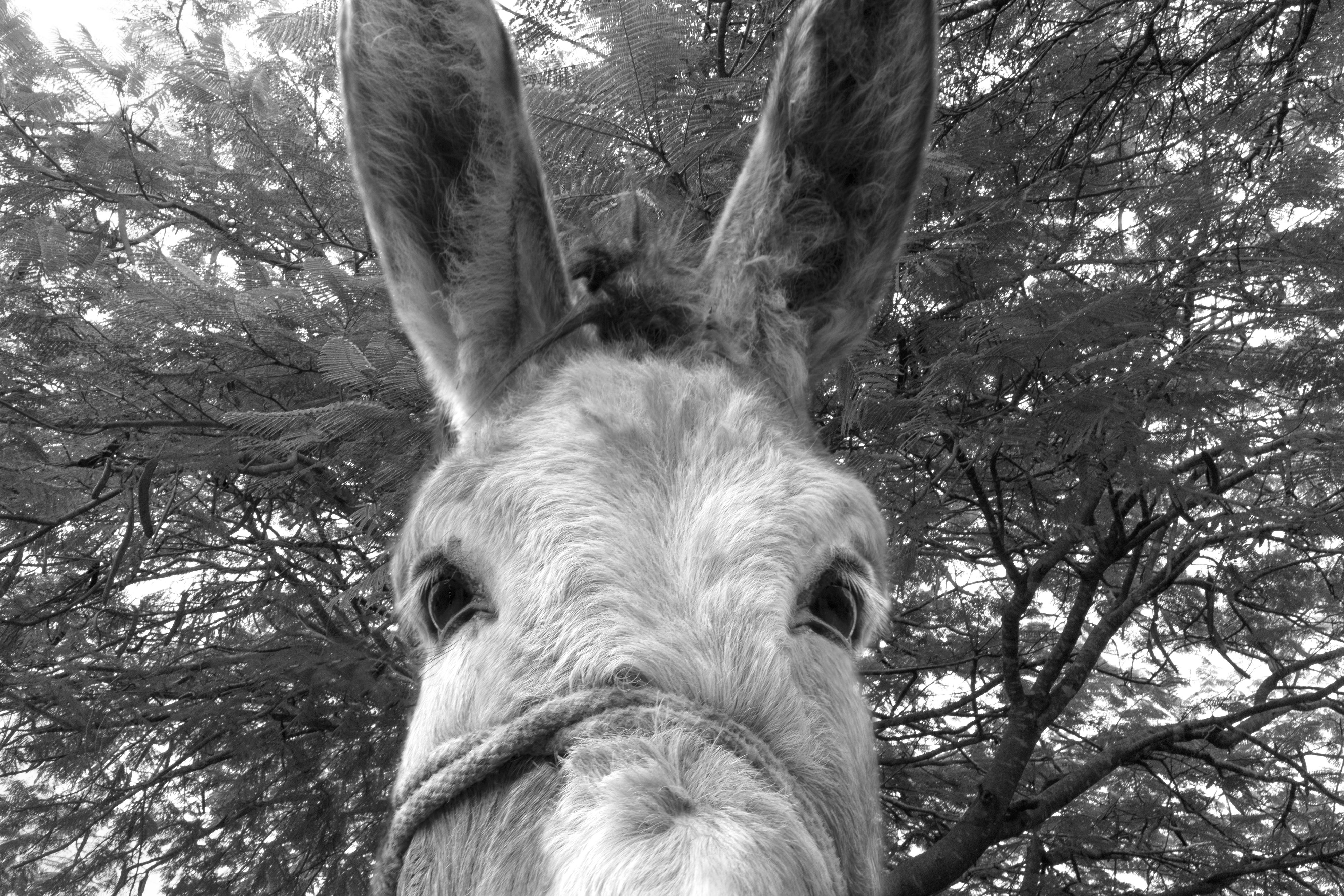 8127_A LA SOMBRA ARBOL_NOV2020.jpg