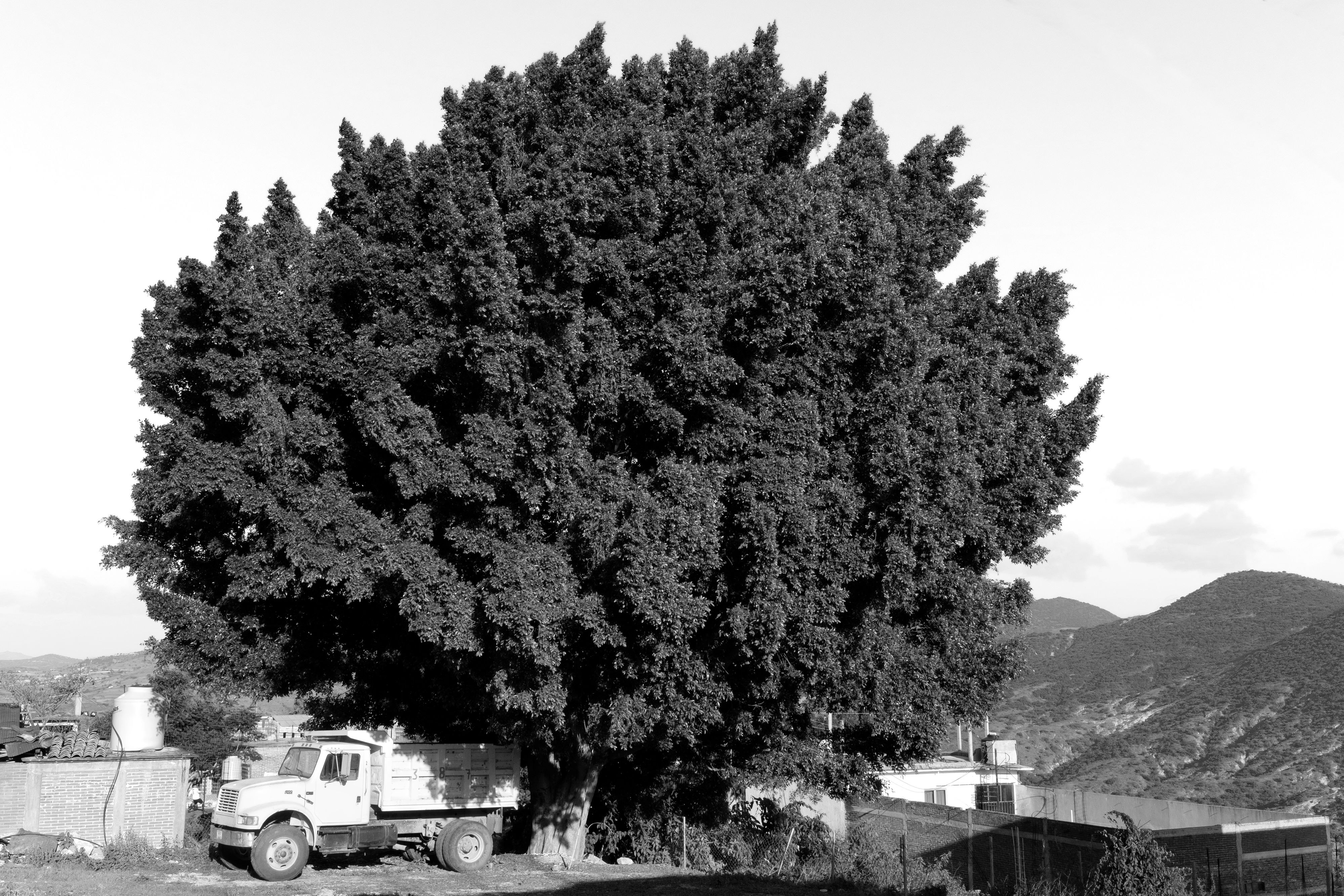 18040_A LA SOMBRA DEL ARBOL_JUL 2021.jpg