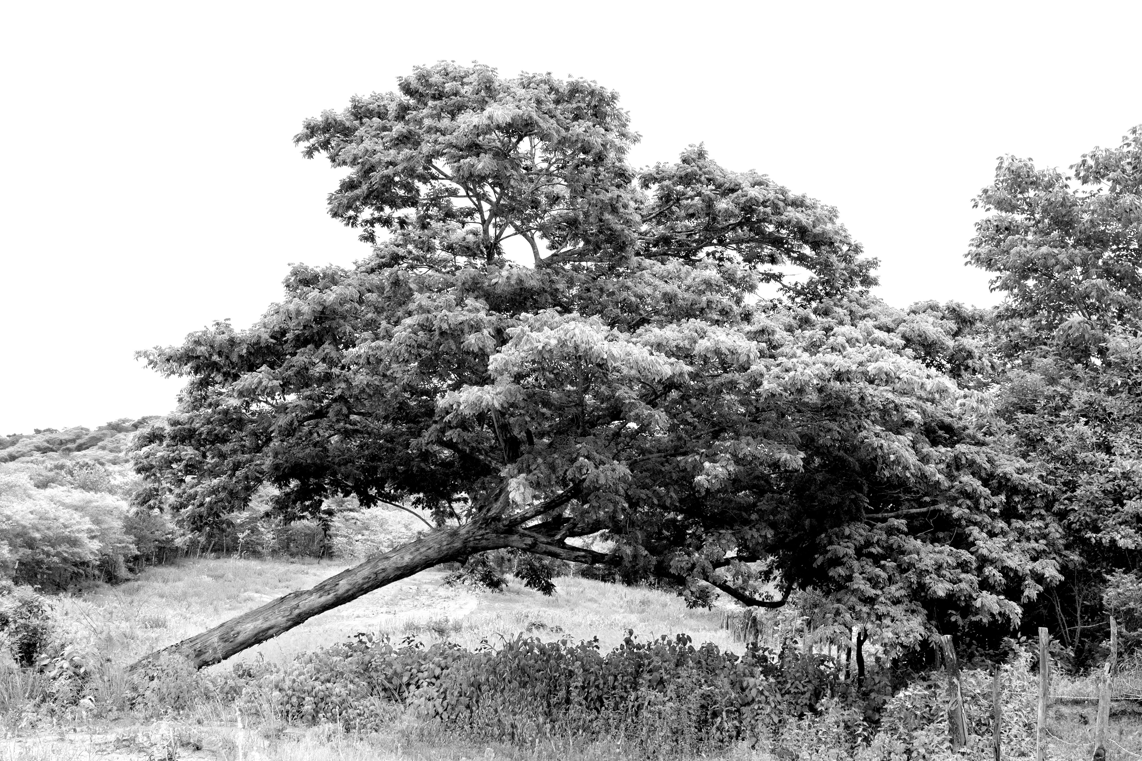 19163_A LA SOMBRA DEL ARBOL_JUL 2021.jpg