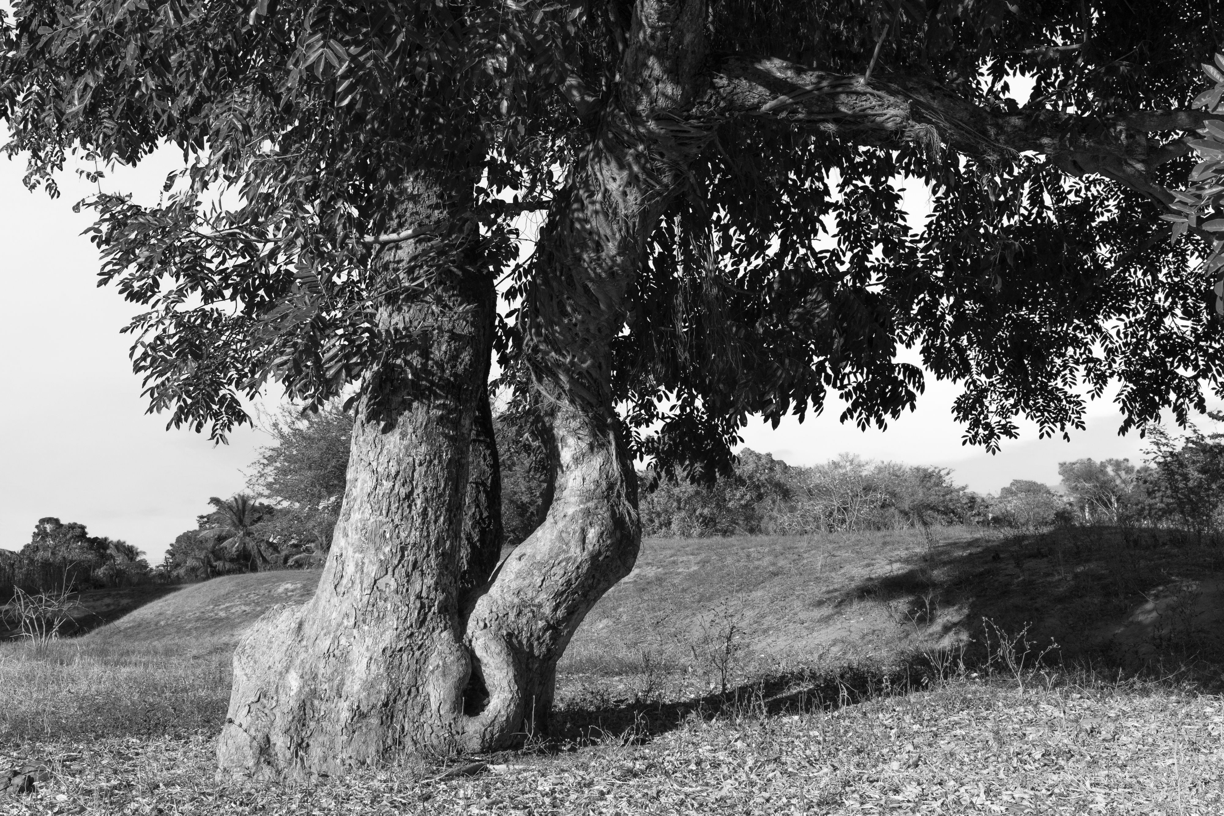 11200_A LA SOMBRA ARBOL_ENE2021.jpg