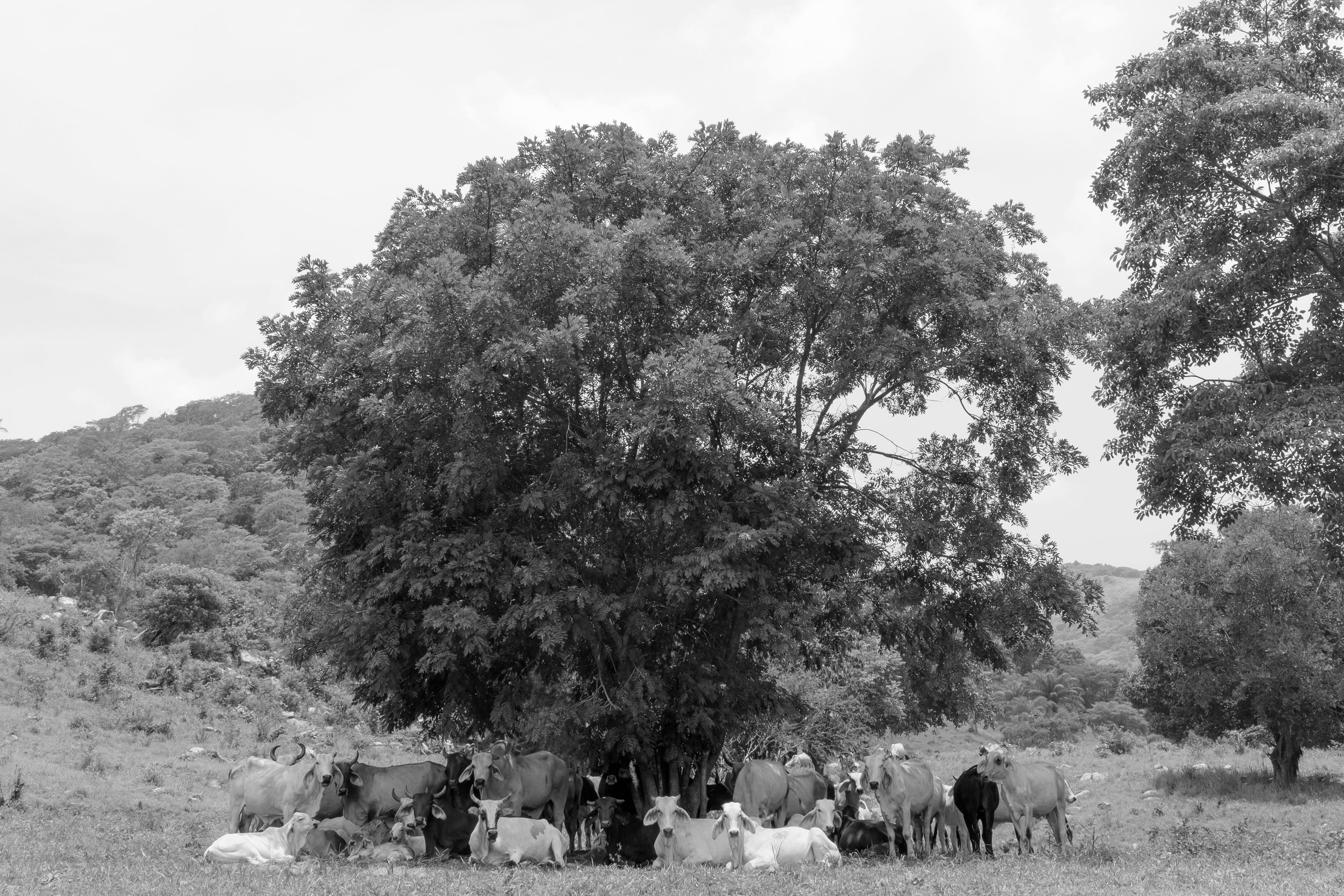 19588_A LA SOMBRA DEL ARBOL_JUL 2021.jpg