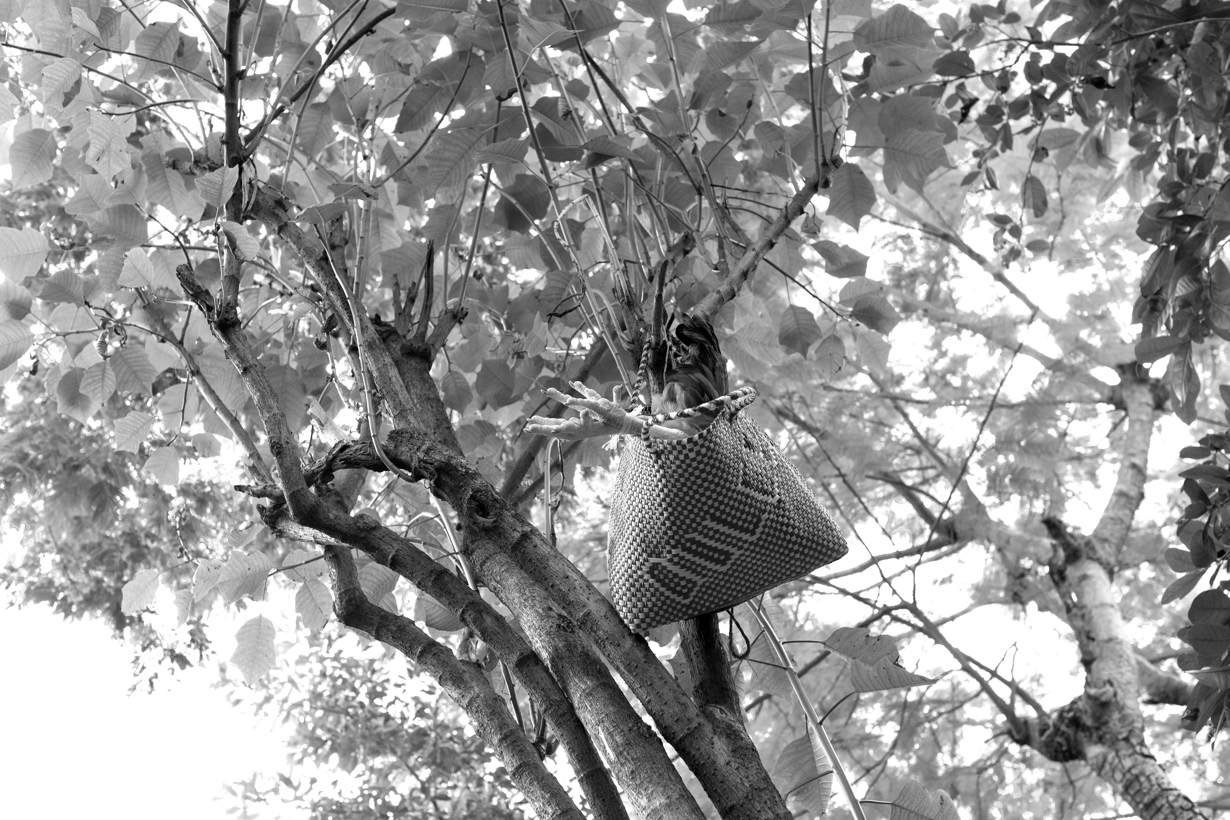 6234_A LA SOMBRA ARBOL_AGO2020.jpg