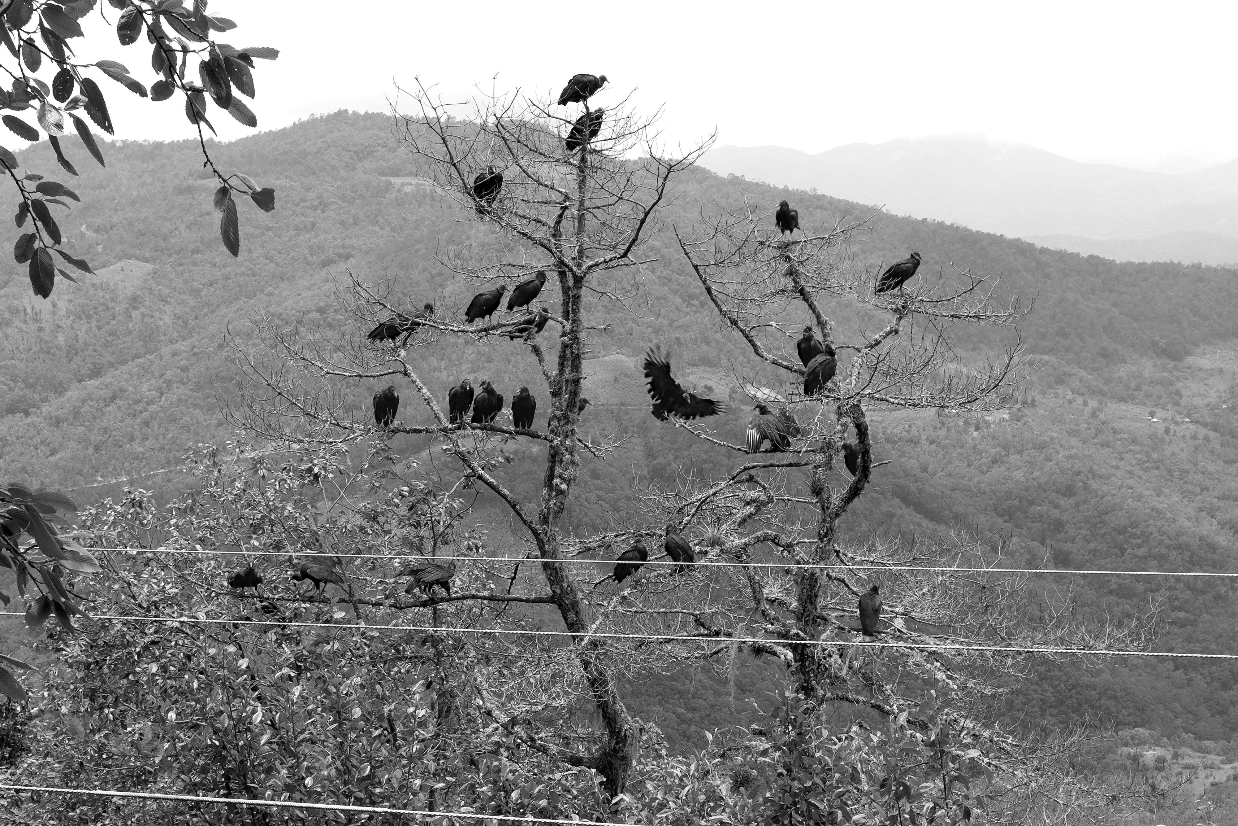 5220_A LA SOMBRA ARBOL_AGO2020.jpg