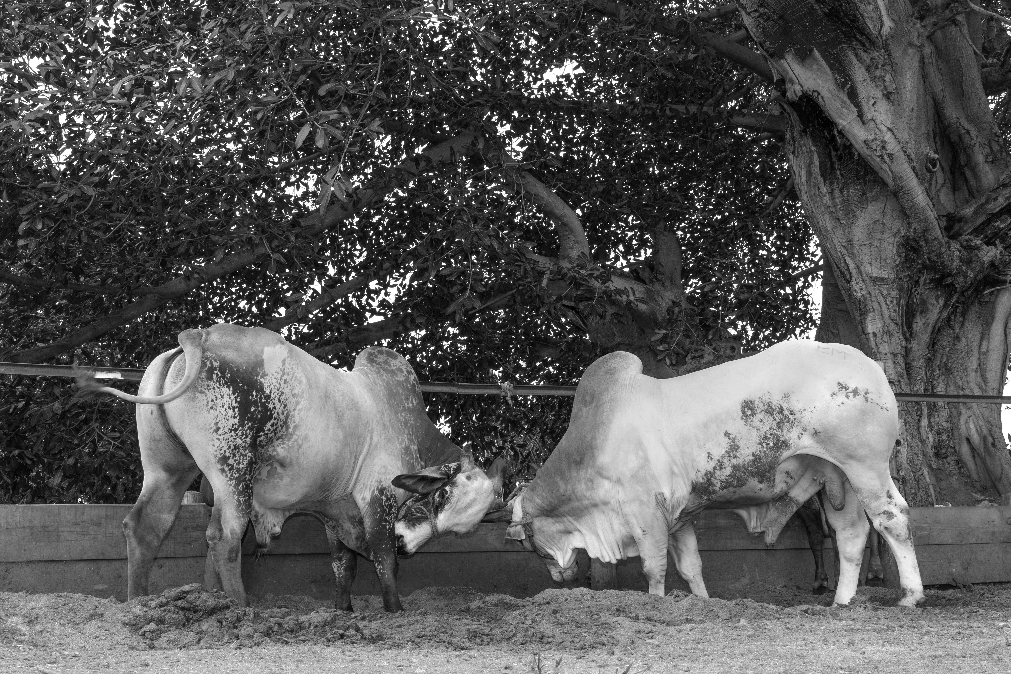 1923_A LA SOMBRA ARBOL_AGO2020.jpg