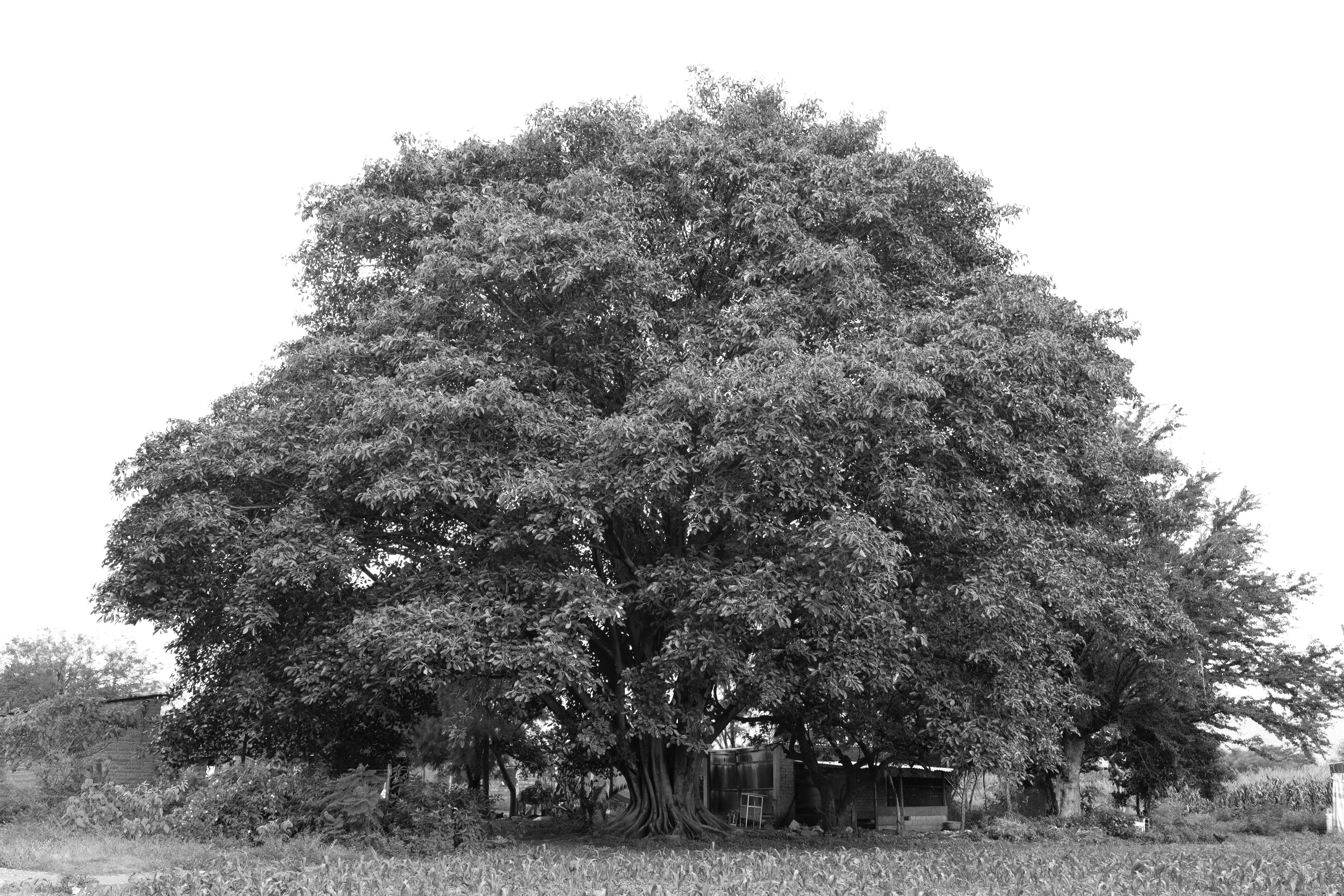 3004_A LA SOMBRA ARBOL_AGO2020.jpg