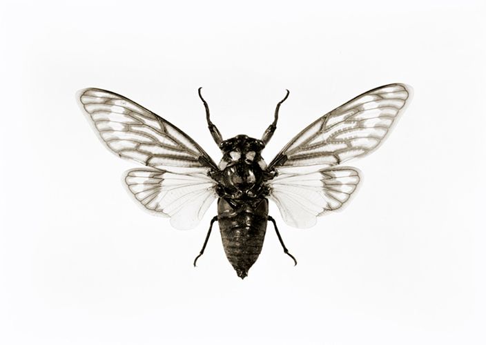 1cicada_rethemeyer.jpg