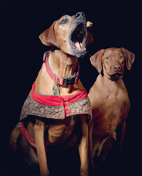 dogs website.png