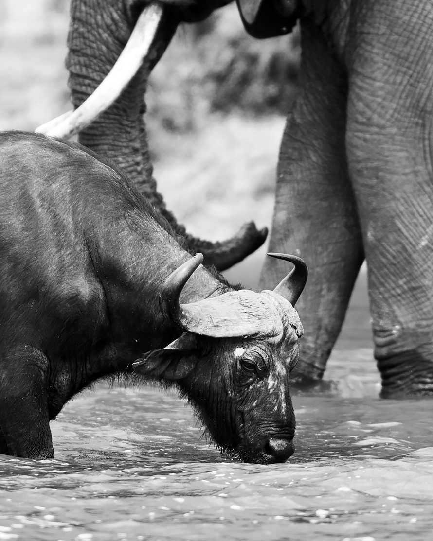 Water_Buffalo_Uganda_280216_20_Web_Edit.jpg