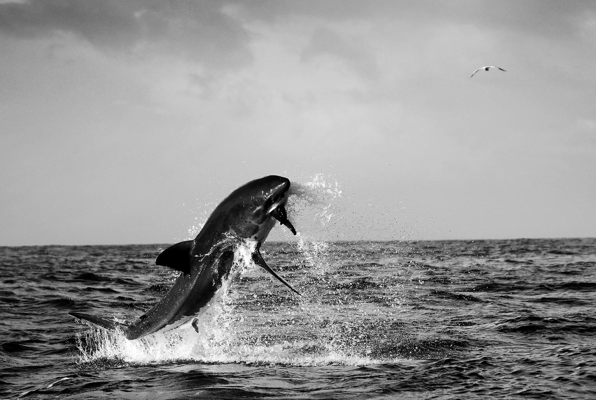Great White Shark