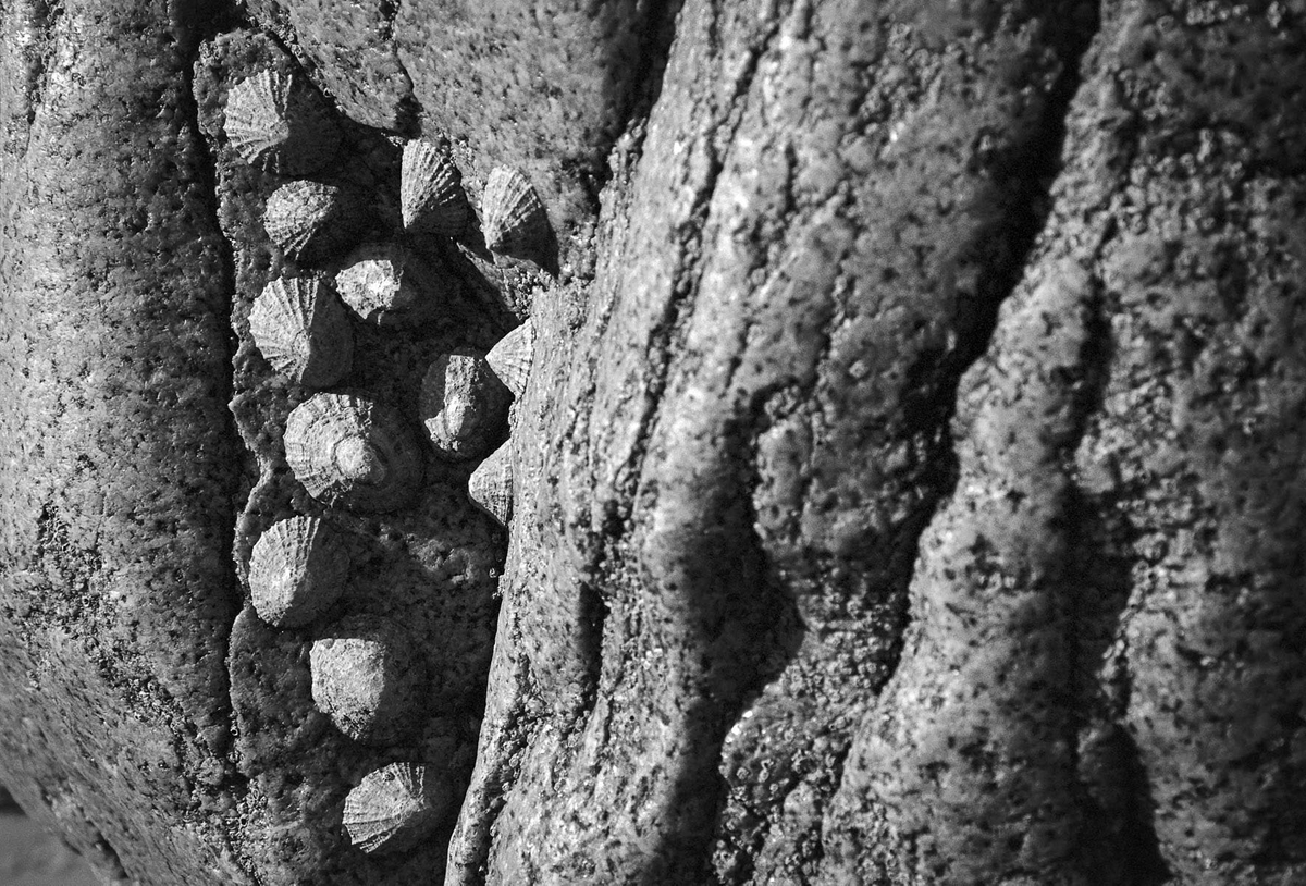 Limpets, Porth Nanven