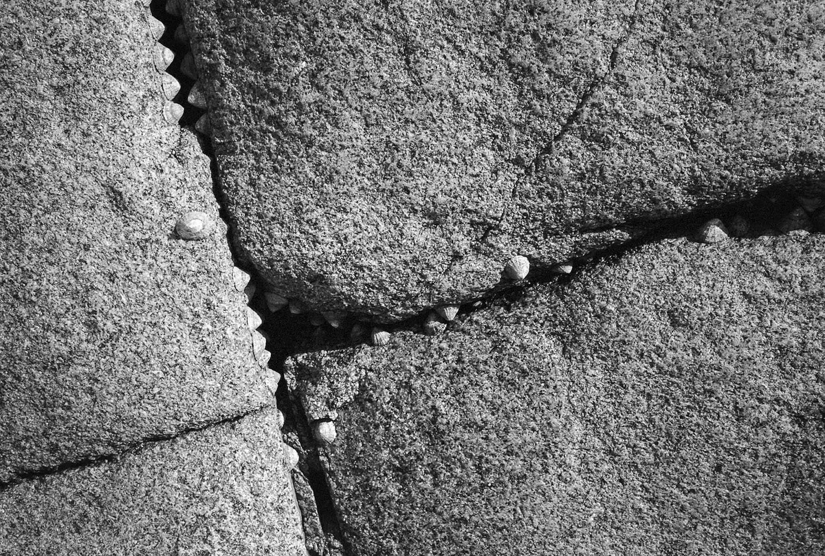 Limpets, Porth Nanven