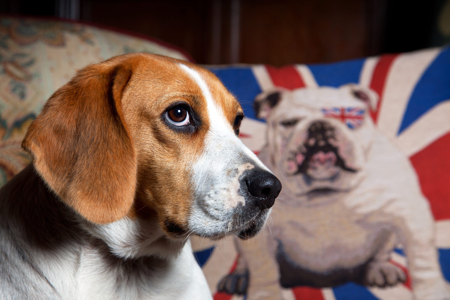 'Pip' Rescued Beagle Hound
