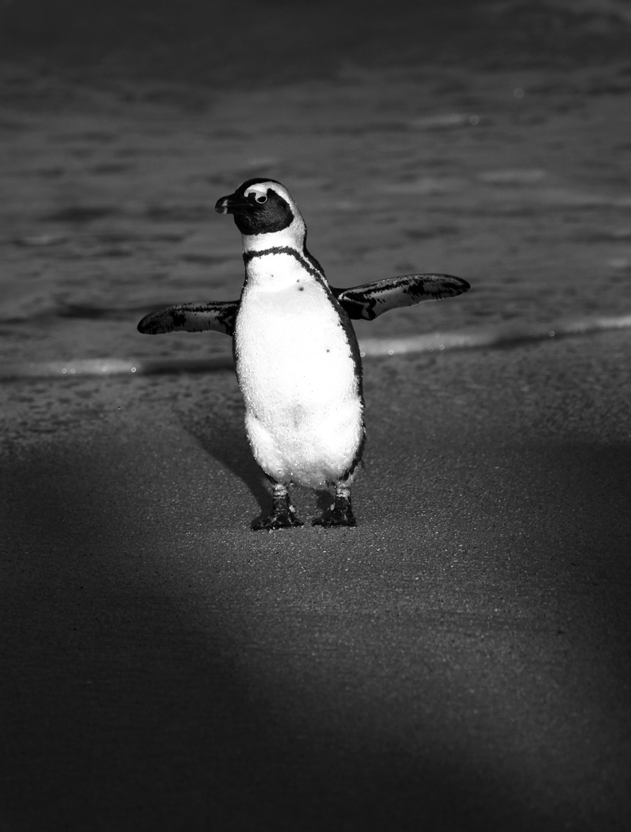  African Penguin