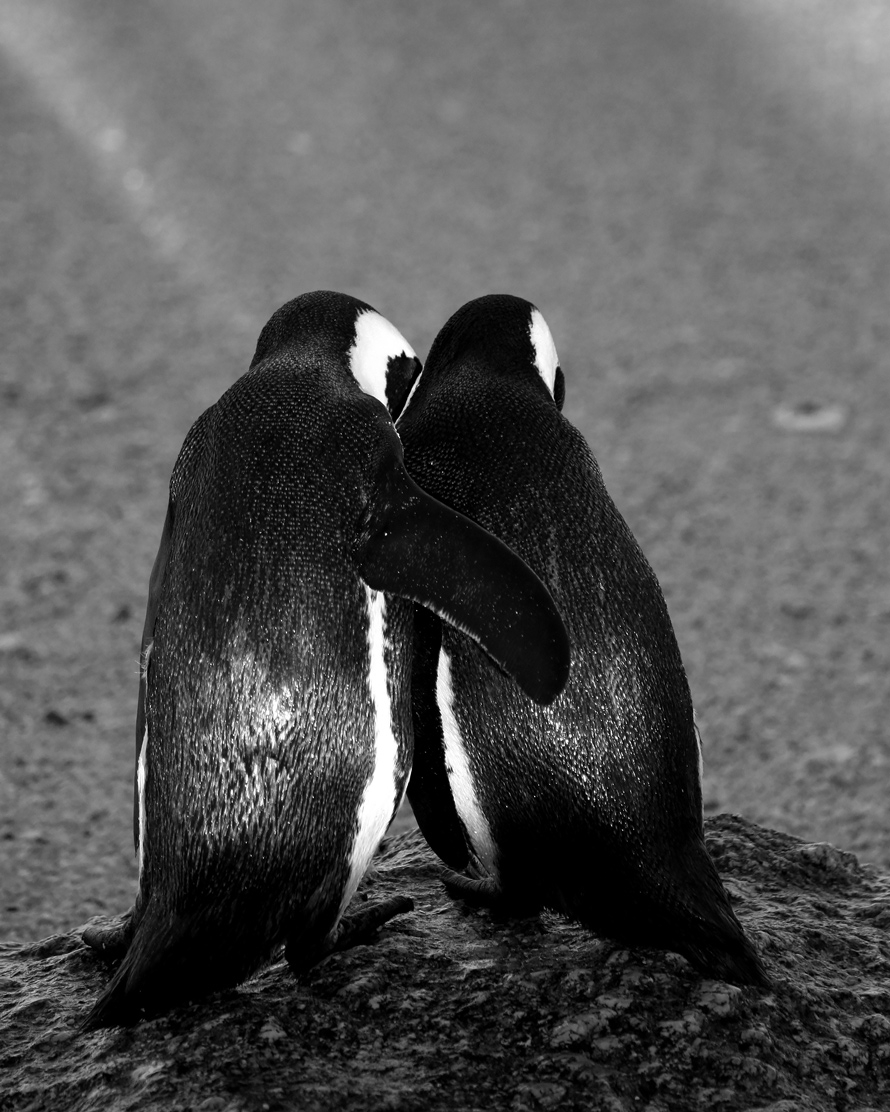 African Peguins