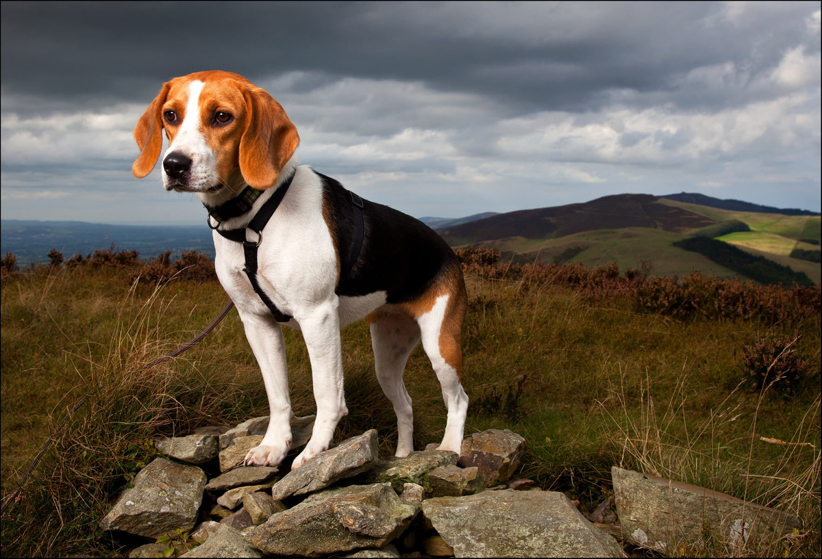 'Pip' The Beagle Hound,