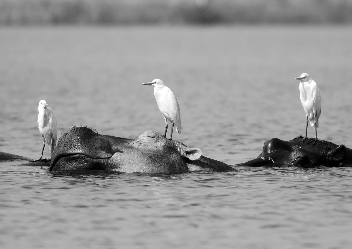 Hippo_Uganda_250216_07_Web_Edit.jpg
