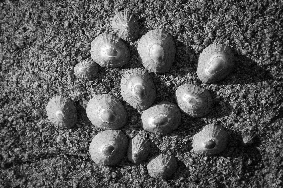 Limpets, Porth Nanven