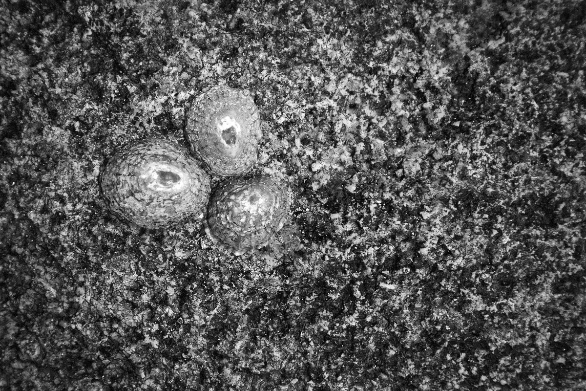 Limpets, Porth Nanven 